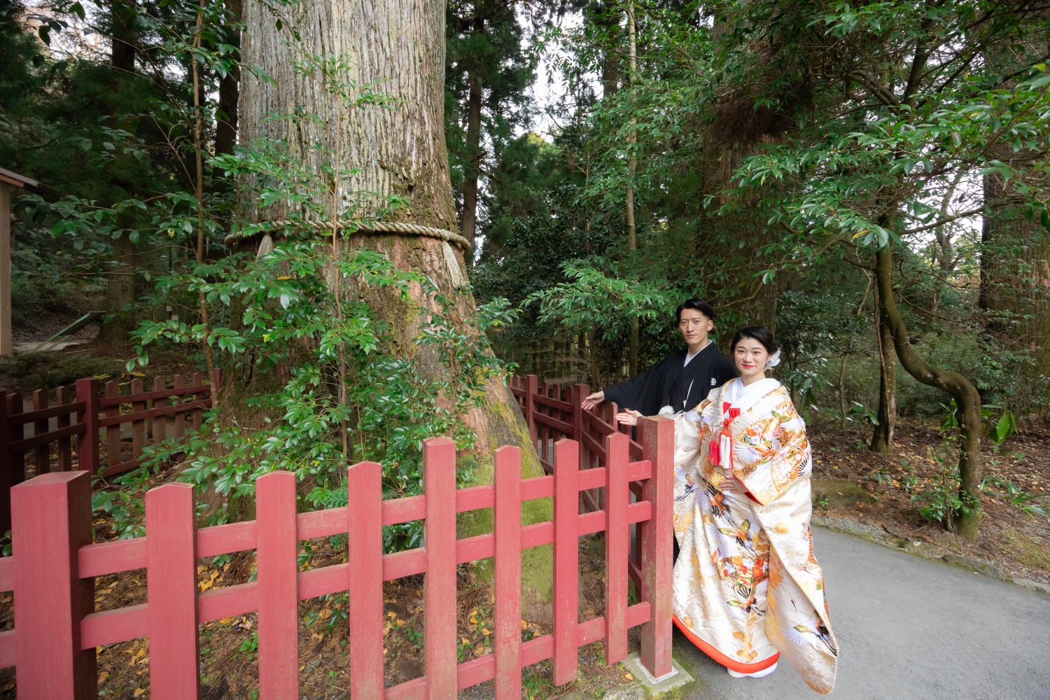 箱根神社 安産杉