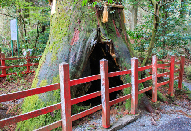 箱根神社 安産杉